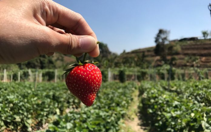 Organic Strawberry Organic Strawberry